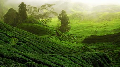 Lush Greenery of Rolling Tea Hills wallpaper