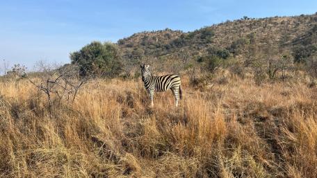 A Gorgeous zebra in a South African National park wallpaper