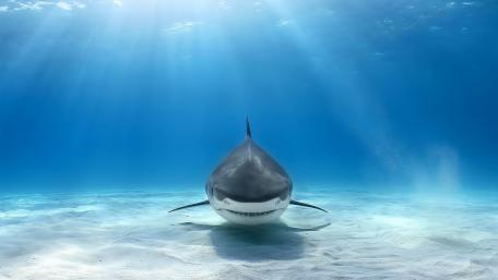 Majestic Shark Swimming in Crystal Clear Waters wallpaper