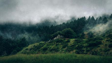 Mysterious Fog Enveloping the Forest wallpaper