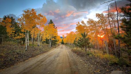 Autumn Serenity on a Dirt Road in Nature wallpaper