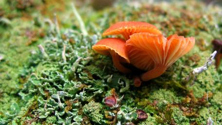 Vibrant Orange Mushroom on Lush Green Moss wallpaper