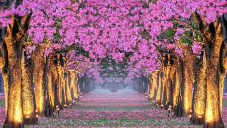 A Blossom-Filled Path in Springtime wallpaper