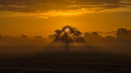 Golden Horizon Embracing a Lone Tree at Dusk wallpaper