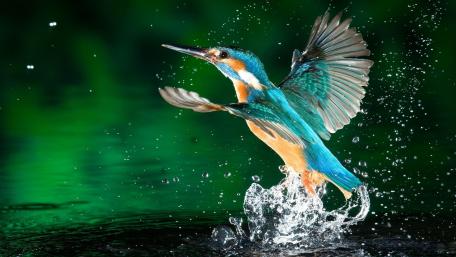 Vibrant Kingfisher in Action wallpaper