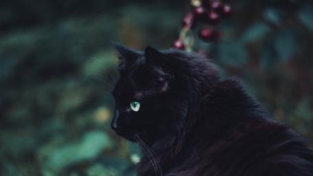 Elegant Black Cat in Natural Surroundings wallpaper