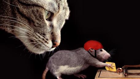 Cat's Curious Observation of a Bold Rat Venture wallpaper