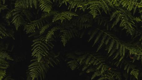 Enigmatic Ferns in the Shadows wallpaper