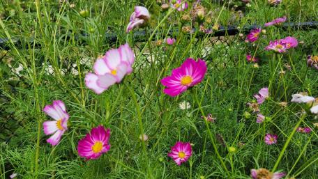 Beautiful Summer Flowers wallpaper
