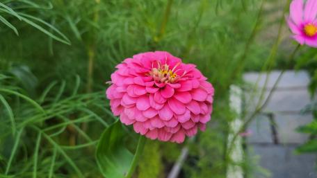 Summer Flower wallpaper