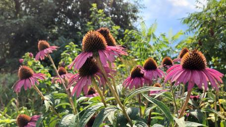 Summer Flowers wallpaper