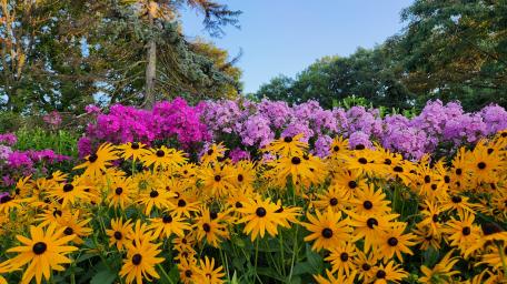 Gorgeous Summer Flowers wallpaper