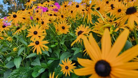 Gorgeous Summer Flowers wallpaper