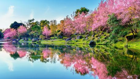 Springtime Serenity at Sakura Lake wallpaper