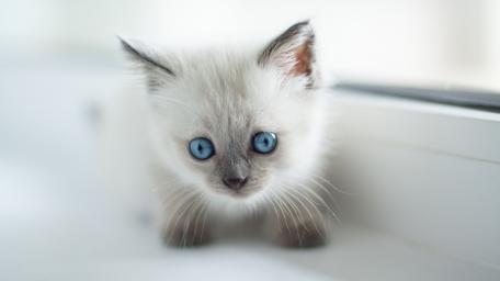 Enchanting Blue-Eyed Ragdoll Kitten wallpaper