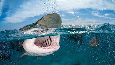 Majestic Shark in Crystal Clear Waters wallpaper