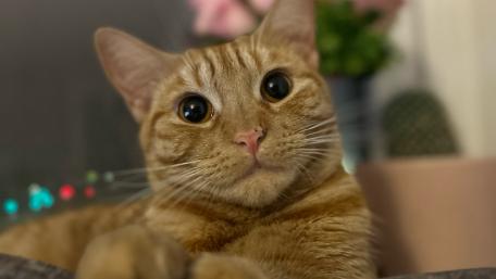 Curious Ginger Cat Up Close wallpaper