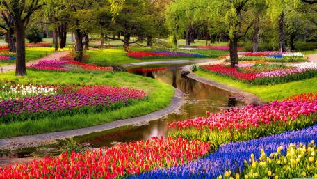 Keukenhof wallpaper
