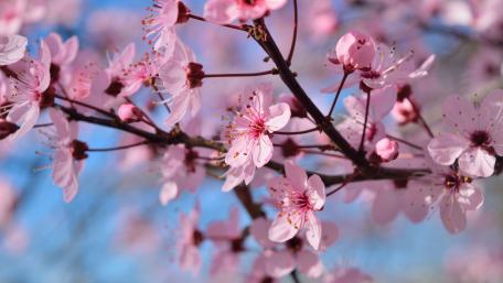 Blossoming Cherry Trees in Spring Sunshine wallpaper