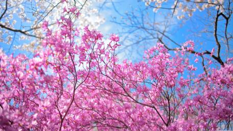 Blossoming Splendor in Springtime wallpaper