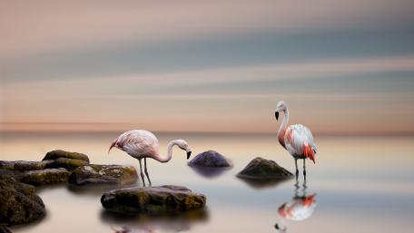 Elegant Flamingos by the Water's Edge wallpaper