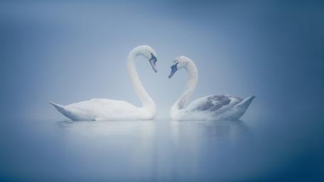 Graceful Swans in Serene Water Scene wallpaper