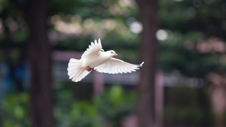 Graceful White Dove in Flight Above Greenery wallpaper