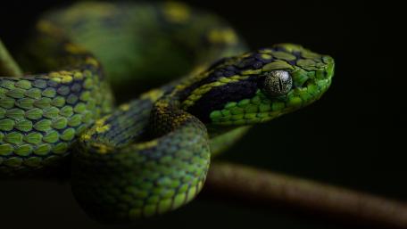 Vibrant Green Serpent on a Branch wallpaper