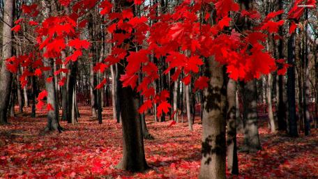 Crimson Forest in Fall Splendor wallpaper