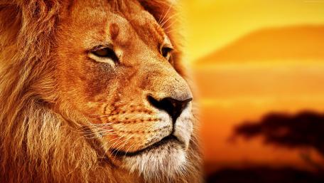 Majestic Lion Against a Golden Sunset wallpaper