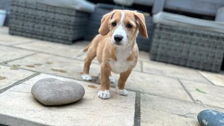 Adorable Puppy Exploring Outdoors wallpaper