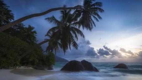 Tropical Serenity with Swaying Palms and Sea Breezes wallpaper