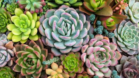 Vibrant Succulent Garden Displaying Nature's Artistry wallpaper