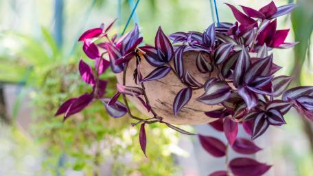 Vibrant Hanging Houseplant Beauty wallpaper
