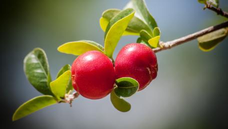 Vibrant Red Berries on a Branch In Nature's Embrace wallpaper
