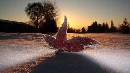 Frosty Beauty of Winter Leaves wallpaper