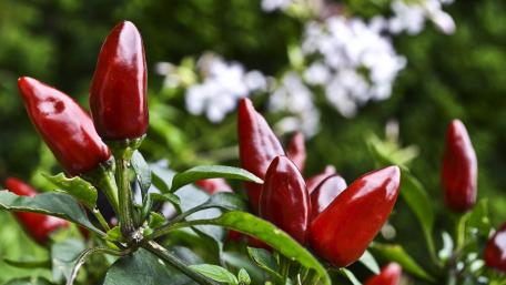 Vibrant Chili Peppers in Full Bloom wallpaper