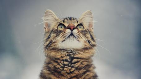 Whiskered Wonder in the Snowy Background wallpaper