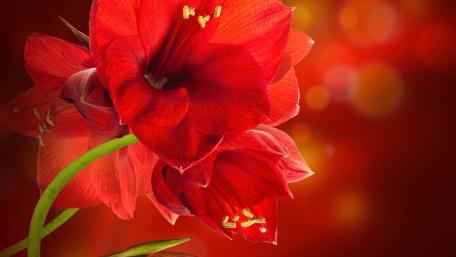 Radiant Red Amaryllis Blooming Elegance wallpaper