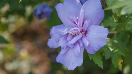 Delicate Beauty of Hibiscus Blooms wallpaper