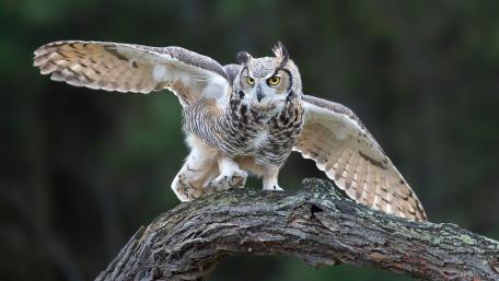 Majestic Owl in Mid-Flight Positioning wallpaper