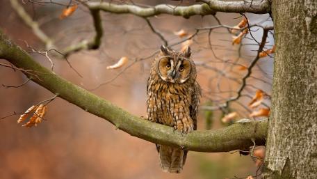 Majestic Owl Perched on a Branch wallpaper