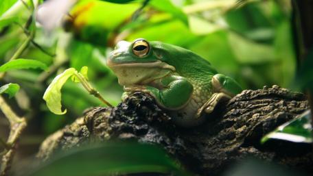 Vibrant Green Frog in Lush Habitat wallpaper