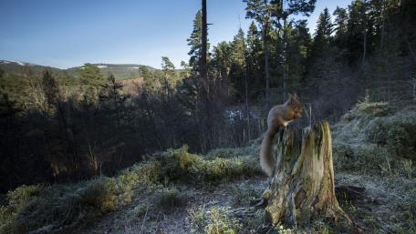 Squirrel on a Tree Stump in a Serene Forest wallpaper