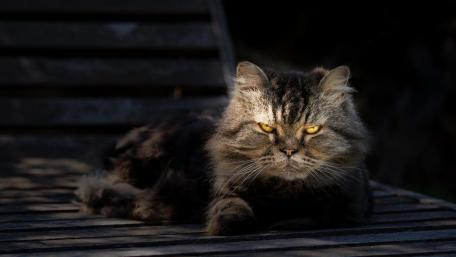 Grumpy Cat in Natural Light Displaying Attitude wallpaper
