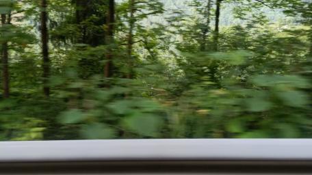 Lush Green Forest in Motion wallpaper