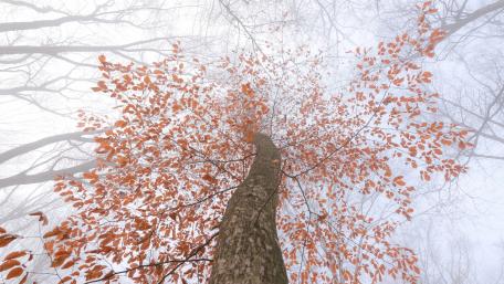 Autumn Tree Reaching the Sky wallpaper