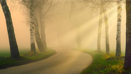 Foggy Birch Path in Serene Forest wallpaper