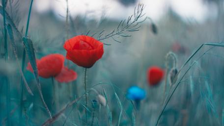 Poppies in a Tranquil Wildflower Field wallpaper