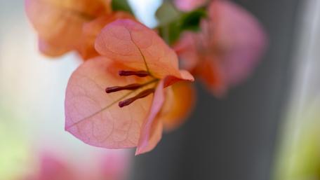 Bougainvillea Blossom Beauty in Detail wallpaper
